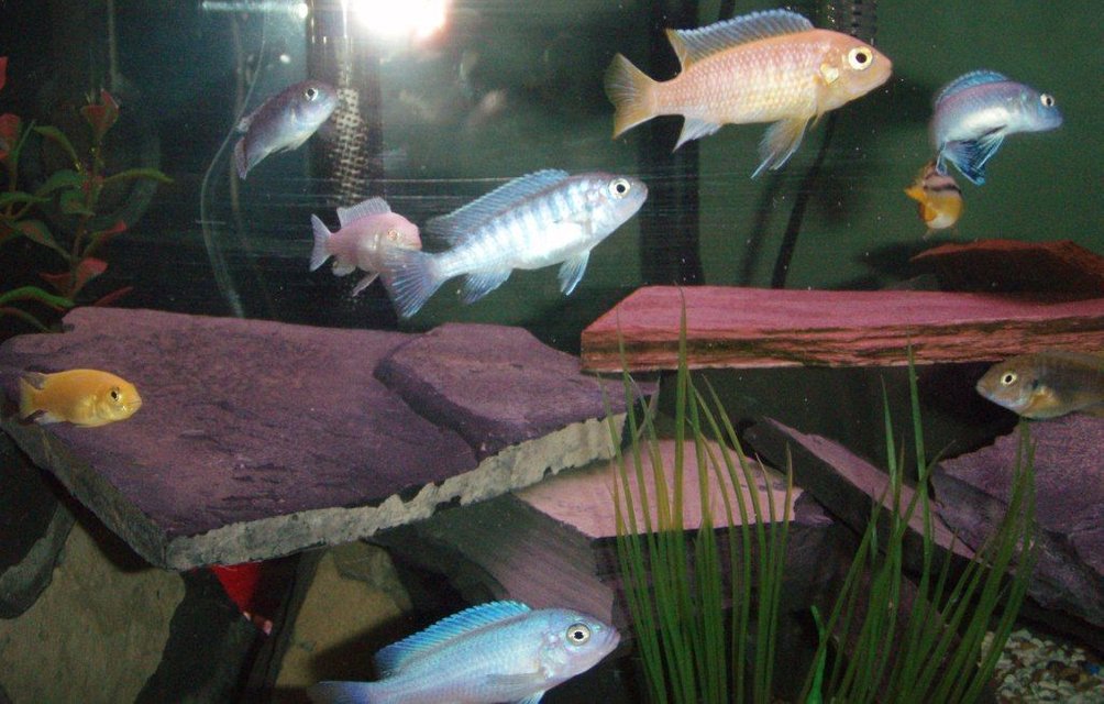 Rated #2666: 20 Gallons Freshwater Fish Tank - My 20 gal baby cichlid tank.