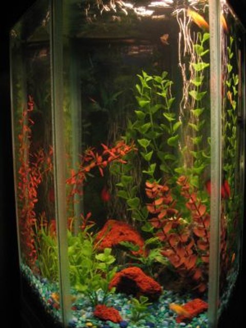 Rated #3122: 22 Gallons Freshwater Fish Tank - default