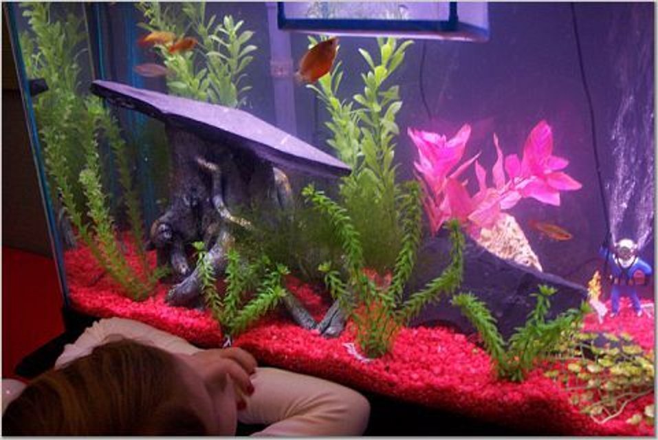 Rated #3271: 55 Gallons Freshwater Fish Tank - Eleanor looking at her fish