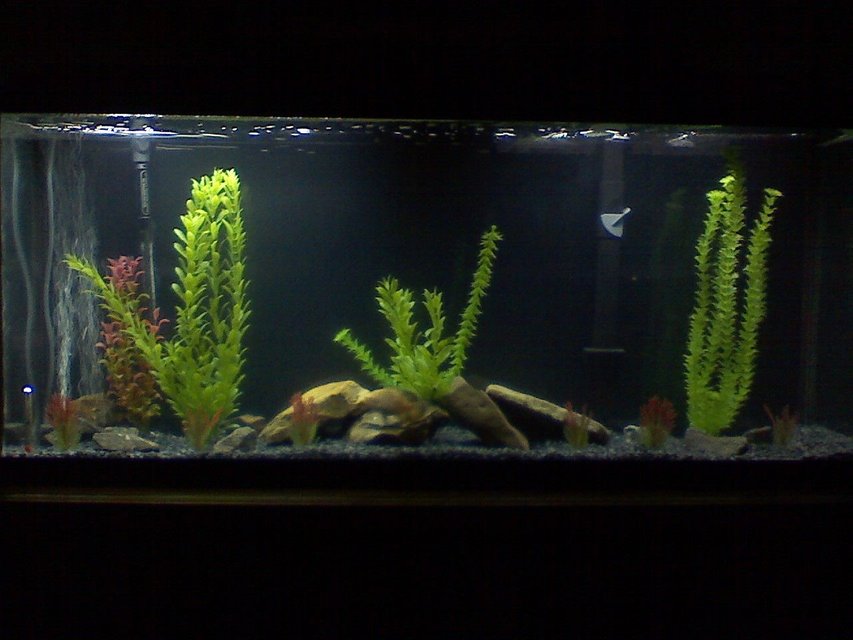Rated #2831: 45 Gallons Freshwater Fish Tank - My 55 gal Oscar tank
