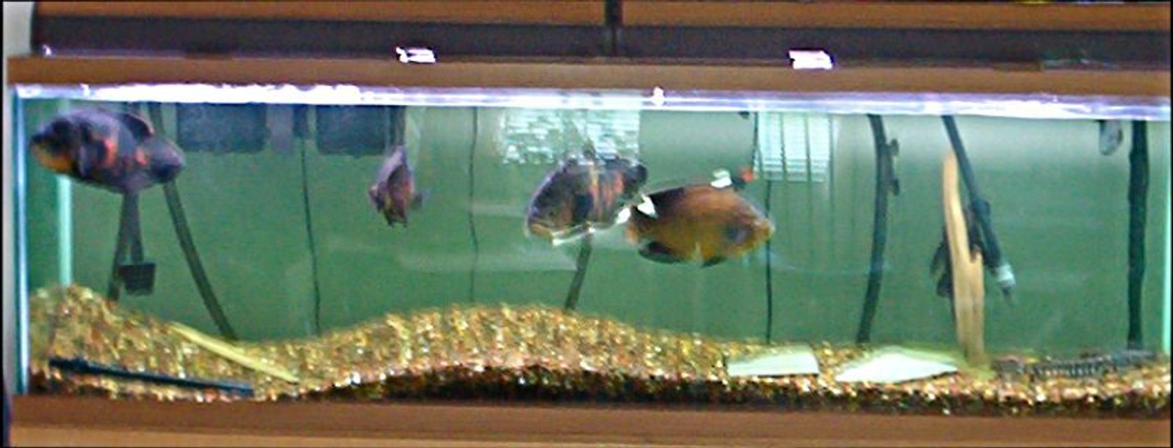 Rated #4160: 125 Gallons Freshwater Fish Tank - 125 gallon - 4 oscars - tiger shovelnose catfish