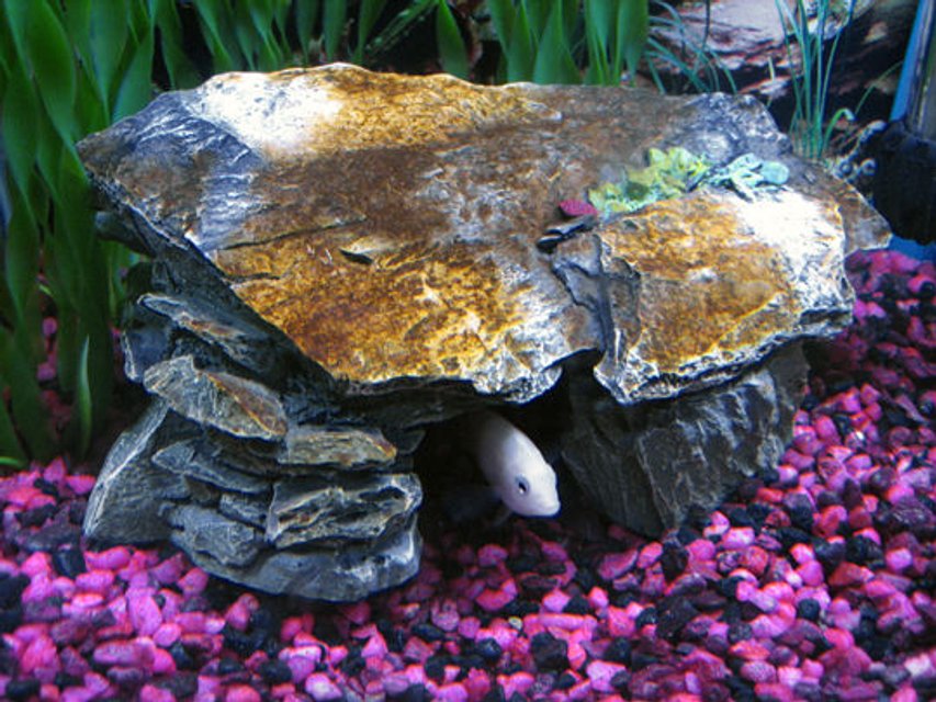 Rated #2950: 10 Gallons Freshwater Fish Tank - Cichlid in his cave