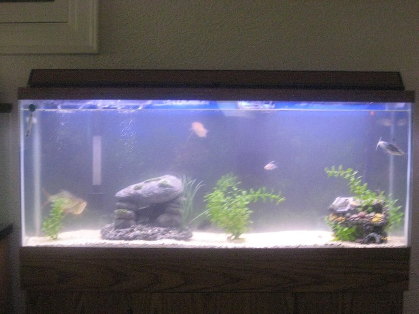 Rated #3951: 55 Gallons Freshwater Fish Tank - not where i wanna be yet but a work in progress