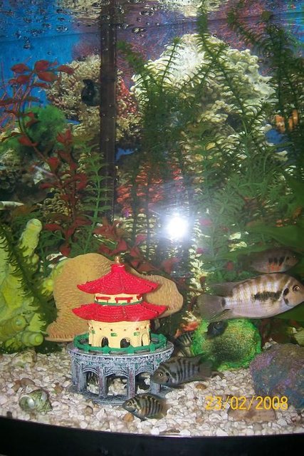 Rated #3884: 26 Gallons Freshwater Fish Tank - JAILHOUSE ROCK'S CONVICT TANK 
ROUND 19 CONVICTS, 2 PARENTS & THEIR 17 ADULT CHILDREN WE HAVE LOTS MORE THEIR ONLY THE FIRST BATCH!!!!

CONVICTS...THE RABBITS OF THE TANK