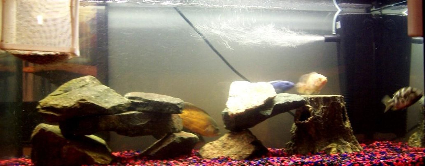 Rated #3768: 250 Gallons Freshwater Fish Tank - Tank =)