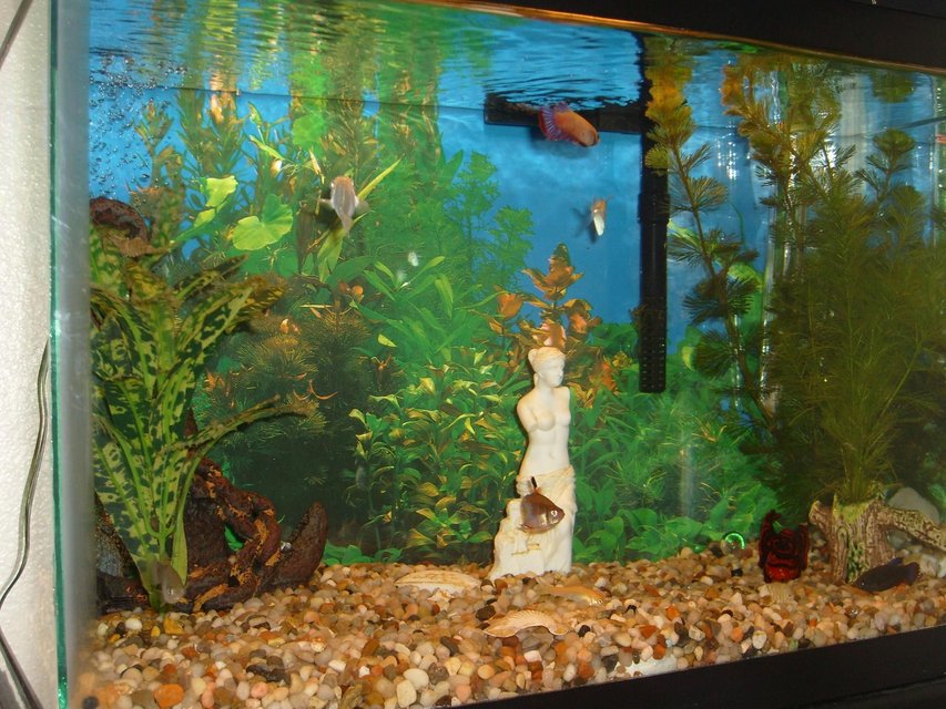 Rated #3880: 10 Gallons Freshwater Fish Tank - My Tank
