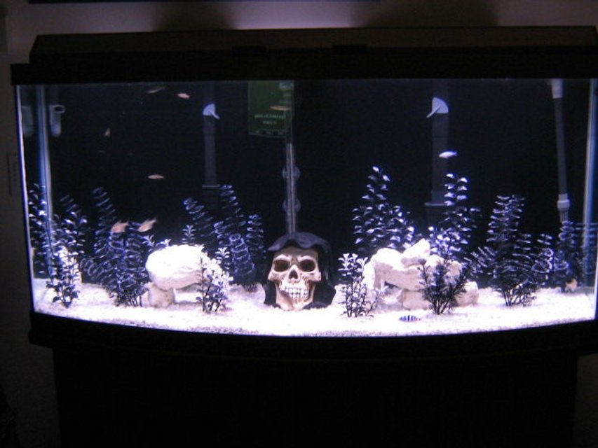 Rated #2656: 72 Gallons Freshwater Fish Tank - THis is my 72 gallon bowfront tank.  This is all I have so far after running the tank for a month now.  So far I have 6 african cichlids, 5 danios, and 3 bleeding heart tetras.    I want more but what do I add with these cichlids?