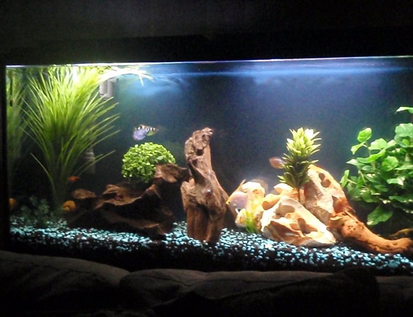 Rated #1195: 60 Gallons Freshwater Fish Tank - Front tank view.