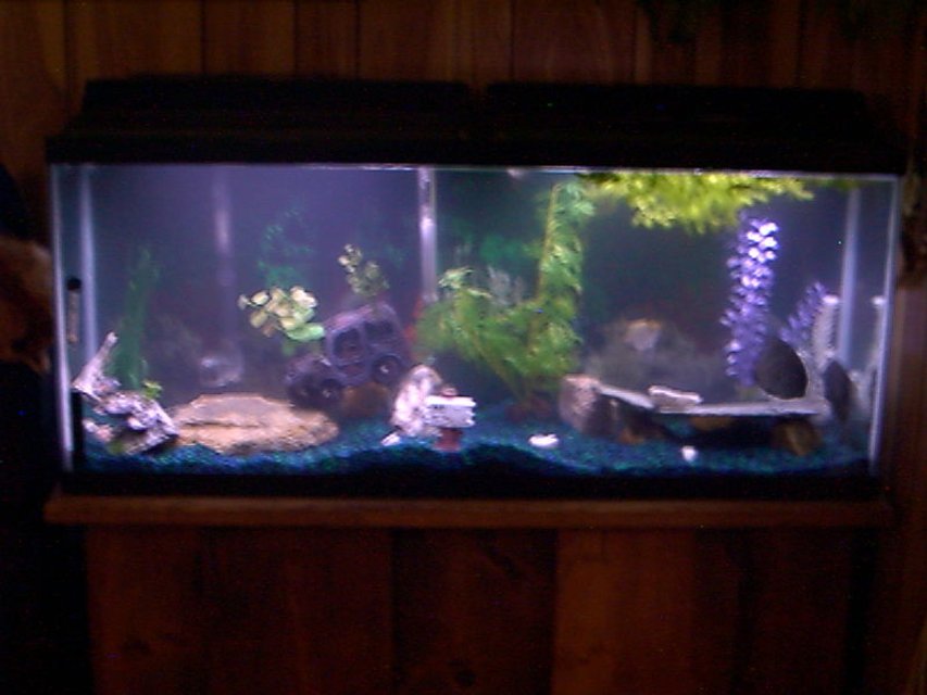 Rated #3659: 55 Gallons Freshwater Fish Tank - This is My 55 Gallon "Long" Aquarium with a 60 Wisper Pump/Filter. Two Fluorescent All Glass Pre-Heated lights 15 W. Each. Heater, Bulbe stone..Ect. Not really sure what I am suppose to put here. This is a used Tank I just got & Still learning about all of this stuff so Please Bare With Me! Thank-You!