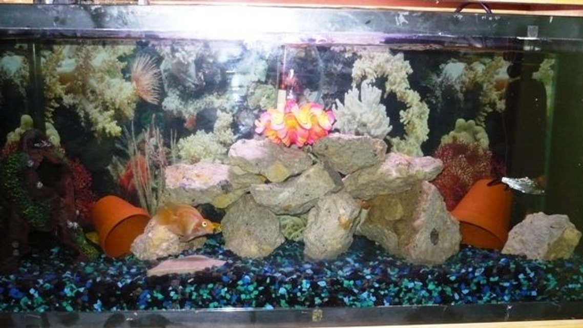 Rated #3824: 50 Gallons Freshwater Fish Tank - ..here is a picture of the tank's layout.  I just finished re-scaping everything this past weekend..