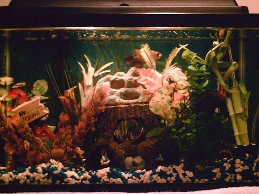 Rated #4036: 10 Gallons Freshwater Fish Tank - MY TANK