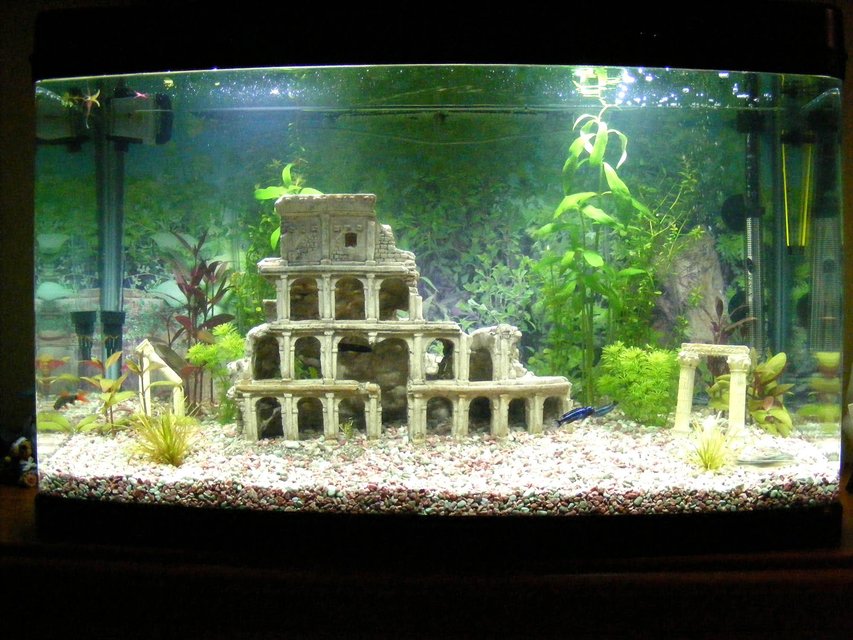 Rated #3003: 35 Gallons Freshwater Fish Tank - My new freshwater tropical aquarium with live plants and roman ruins. Will get more plants and fish when the tank has cycled a bit more.