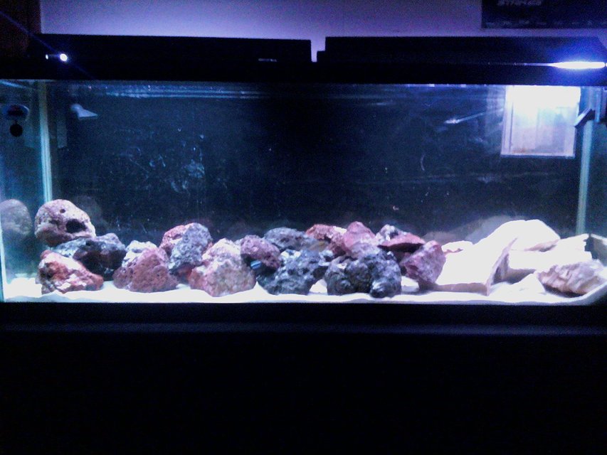 Rated #3874: 55 Gallons Freshwater Fish Tank - 55 gallon african cichlid tank