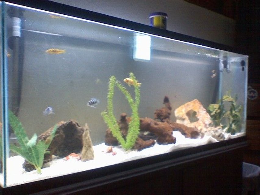 Rated #379: 55 Gallons Freshwater Fish Tank - othre pik of my 55 a little better