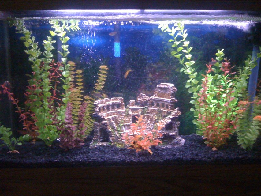 Rated #3530: 40 Gallons Freshwater Fish Tank - my first fish tank...40 gl