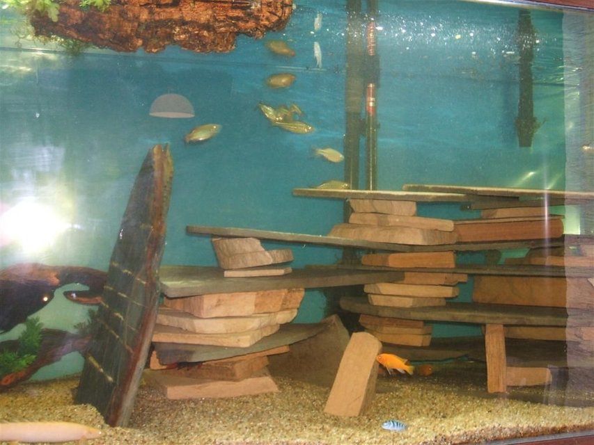 Rated #3492: 210 Gallons Freshwater Fish Tank - This is the latest conversion of my 210 gallon tank. I have filled it with mostly African species. It has Malawi Cichlids, Featherfin catfish, Bichirs, Loaches, Gourami's and eels.