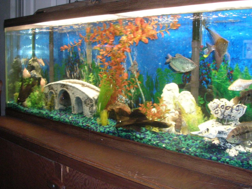 Rated #2885: 55 Gallons Freshwater Fish Tank - 55 gallon