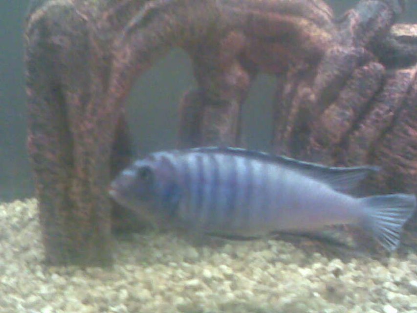 Rated #4182: Freshwater Fish Tank - This is the fighter of the tank kinda like the bossy one but he has a territory border so he stays on one side of the tank