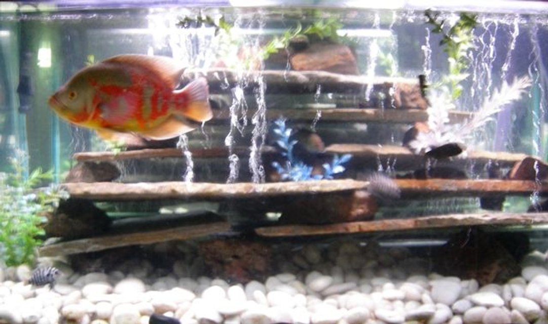 Rated #3085: 75 Gallons Freshwater Fish Tank - My Cichlid Tank