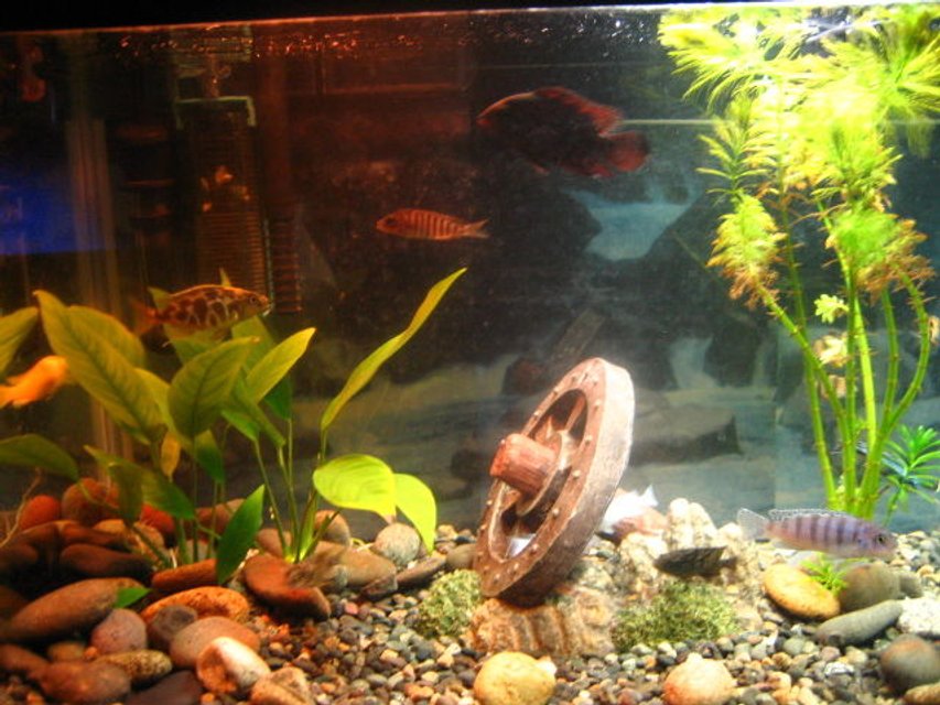 Rated #3364: 50 Gallons Freshwater Fish Tank - 10g, 1 jack dempsy, 1 snow white chiclid, 1 harp, 1 electric yellow, 1 red zebra, 1 ob peacock, 1 clown pleco, 1 electric blue, and 1 fish that i cant figure out. I think its in the convict family. lighting is 25watt incandescent and 10watt florescent. filter is a h.o.t. magnum 250. i know filter kinda too big for tank.