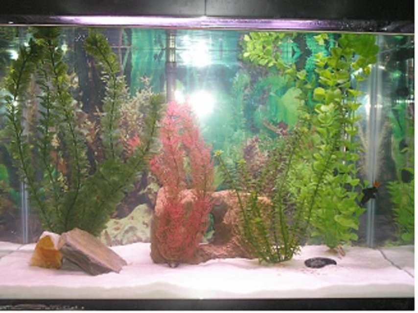 Rated #3520: 20 Gallons Freshwater Fish Tank - 20 gallon freshwater tank with red tailed shark, paradise fish and 2 kribenisis
