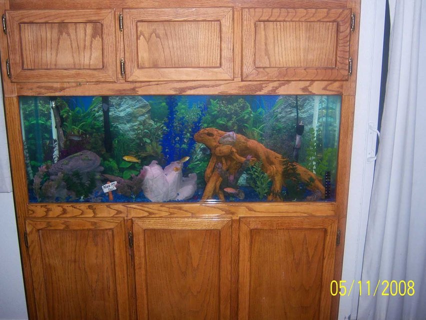 Rated #2040: 55 Gallons Freshwater Fish Tank - 55 gallon fishtank with cool new wood in it!!