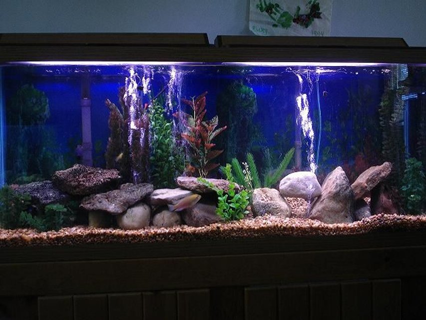 Rated #1097: 55 Gallons Freshwater Fish Tank - rearranged and updated