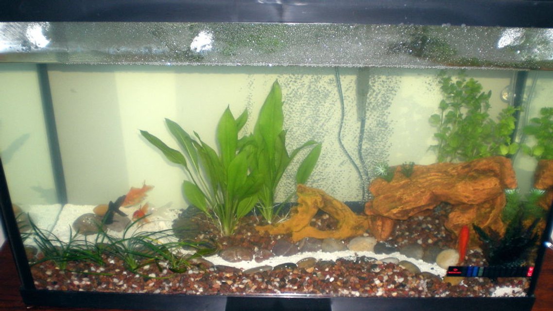 Rated #4153: 30 Gallons Freshwater Fish Tank - Goldfish Tank