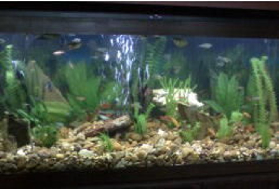 Rated #3099: 75 Gallons Freshwater Fish Tank - Natural river bed scape with approximately 81 fish