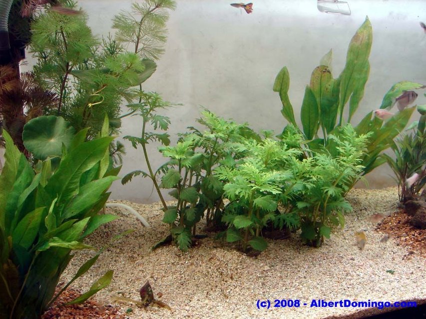 Rated #2607: 100 Gallons Freshwater Fish Tank - Left side of the tank.