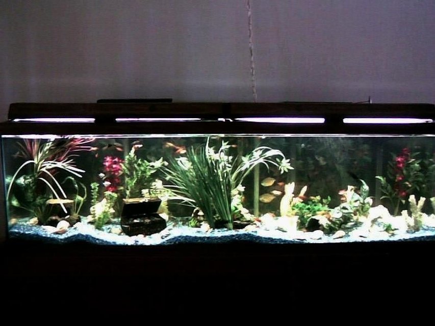 Rated #1011: 125 Gallons Freshwater Fish Tank - Freshwater community fish, 125 gallons.