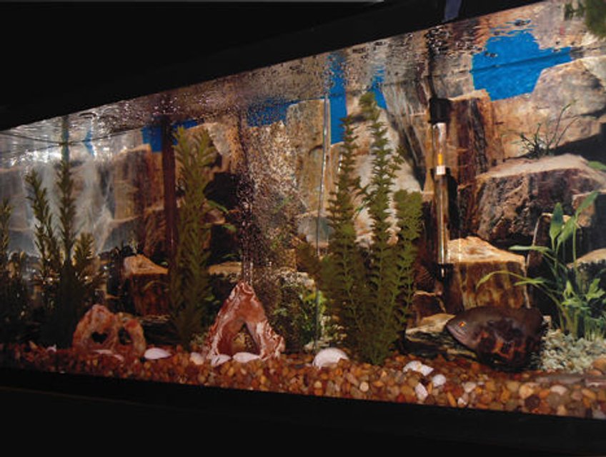 Rated #2106: 75 Gallons Freshwater Fish Tank - This is Lucky ( my recovering Oscar) in her 55 gal tank