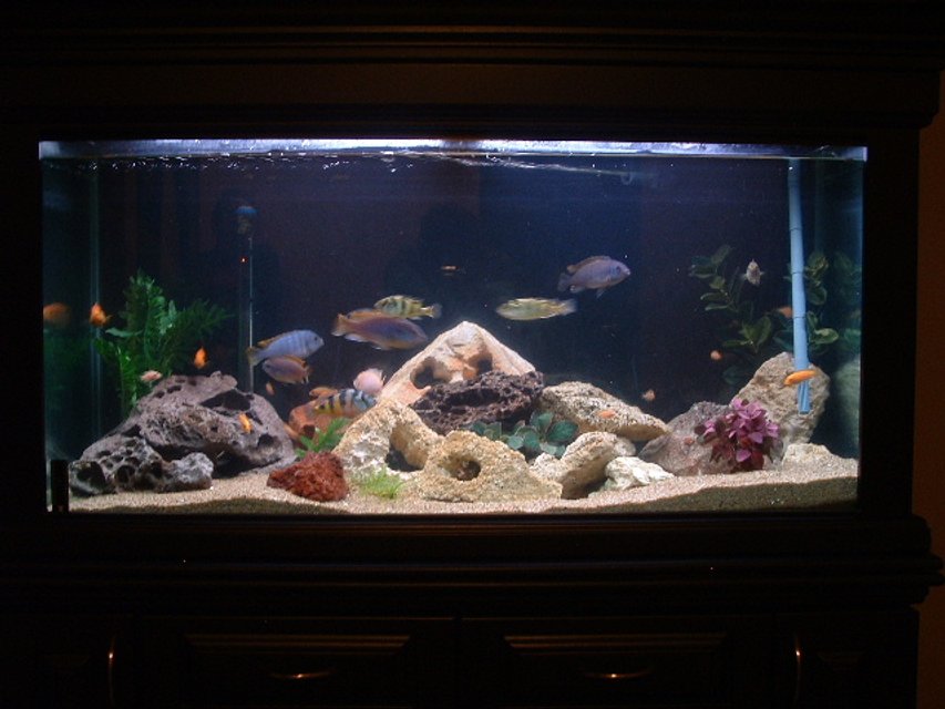 Rated #1297: 90 Gallons Freshwater Fish Tank - Tanya and Mike's Freshwater Tank