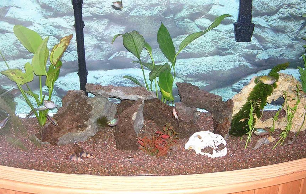 Rated #3977: 72 Gallons Freshwater Fish Tank - 3 kribensis, 3 kuhli loaches, 3 clown loaches, 2 rainbow killies, 1 silver hatchetfish, 1 yoyo loach, 1 altispinosa, 1 bearded albino dwarf pleco, 1 cory, 1 bosemani rainbow, 3 columbian tetras, 2 emperor tetras, 3 silver dollars coming...