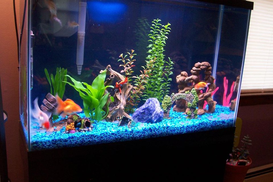 Rated #3281: 20 Gallons Freshwater Fish Tank - my new  45 gal, tank 
it has 7 goldfishes, 3 cory's and 2  pleco's..2 whisper 70
filters,w/ bluejean color gravel.