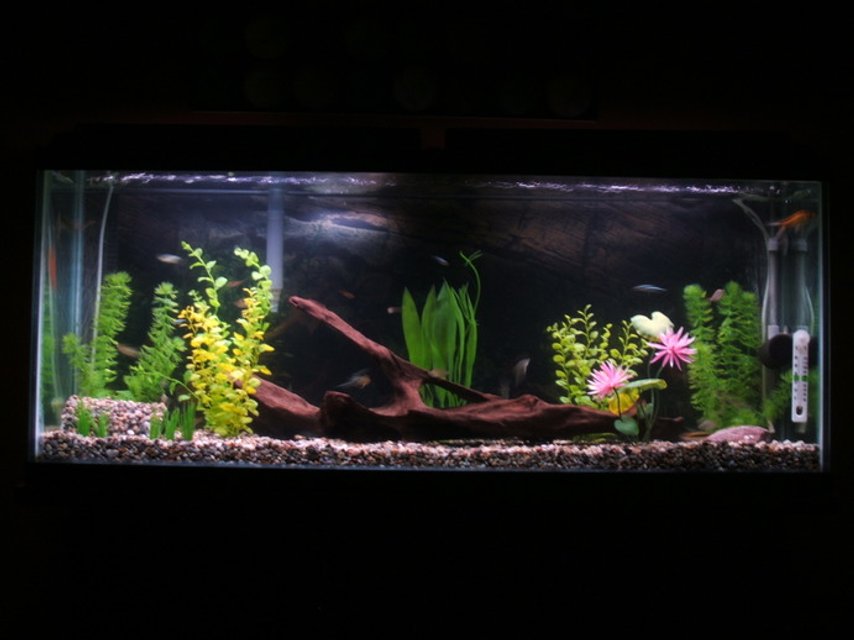 Rated #1897: 48 Gallons Freshwater Fish Tank - 48gal