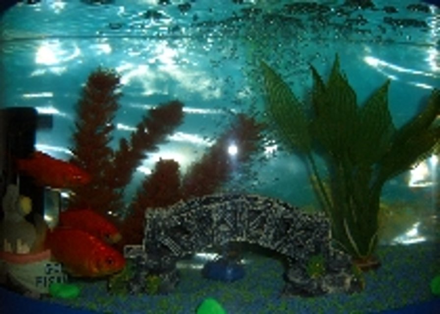 Rated #4113: 20 Gallons Freshwater Fish Tank - L45cmxW15cmH34cm