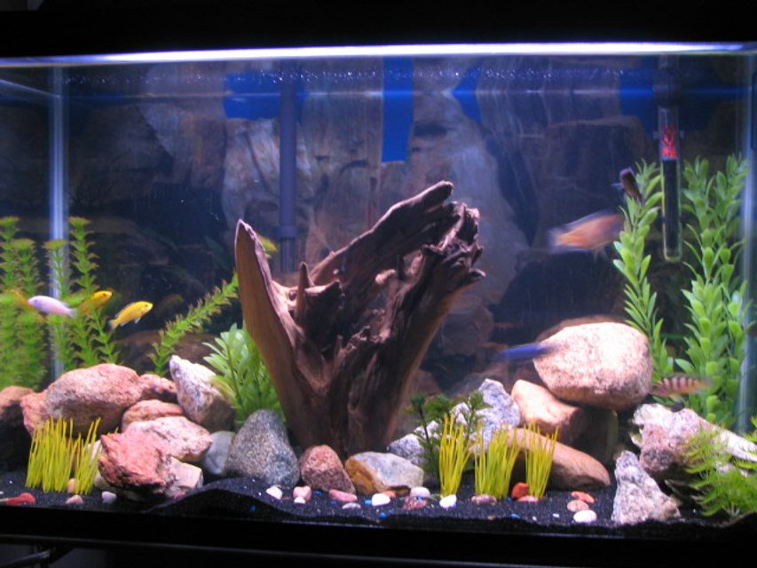 Rated #2164: 29 Gallons Freshwater Fish Tank - Normally my fish aren't shy, but for some reason they were for this picture