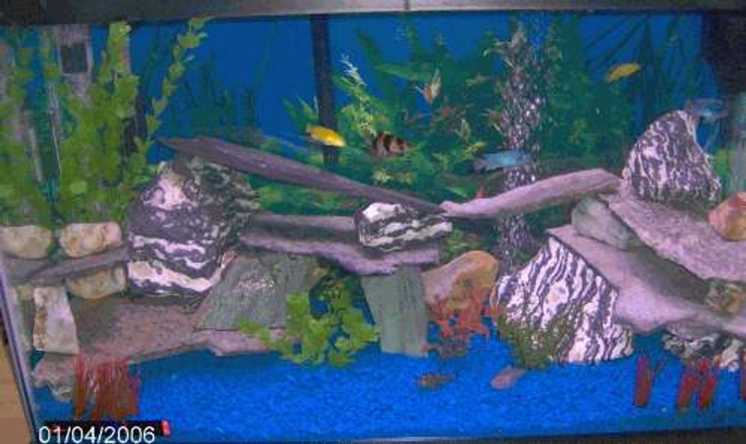 Rated #3579: 29 Gallons Freshwater Fish Tank - tank