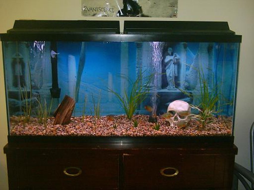 Rated #3814: 60 Gallons Freshwater Fish Tank - piranhas after feeding