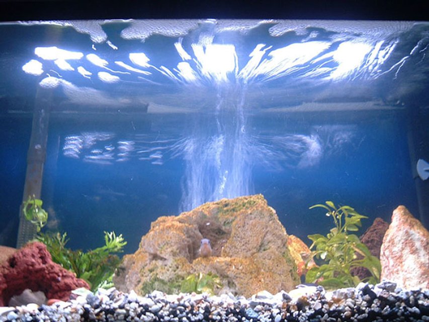 Rated #2324: 30 Gallons Freshwater Fish Tank - THE RING OF FIRE!!!
