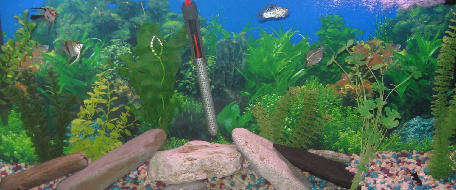 Rated #2918: 55 Gallons Freshwater Fish Tank - 55 gallon