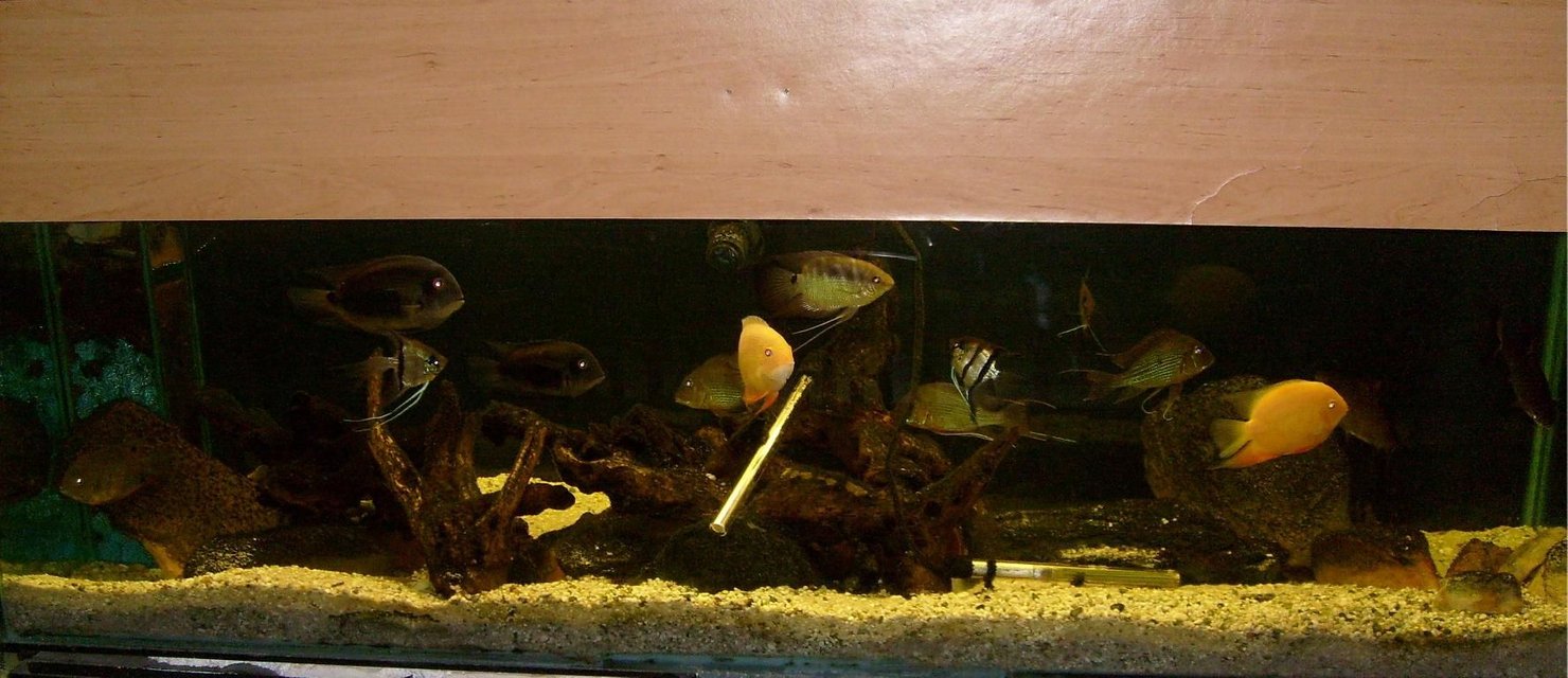 Rated #2771: 150 Gallons Freshwater Fish Tank - 150g predominantly South American cichlid tank. Decor is drift wood and rocks with silica sand and white pebles as substrate. The tank has been running stabily with no additions for for over two years. I do however have 4 juvenile uaru waiting in the quarantine tank atm. in the picture are geophagus, uaru, flag, severum and angel cichlids.