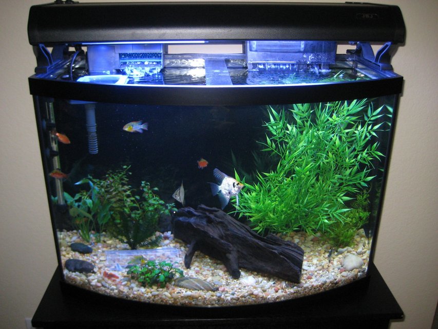 Rated #222: 36 Gallons Freshwater Fish Tank - My lightly planted 36g bow.