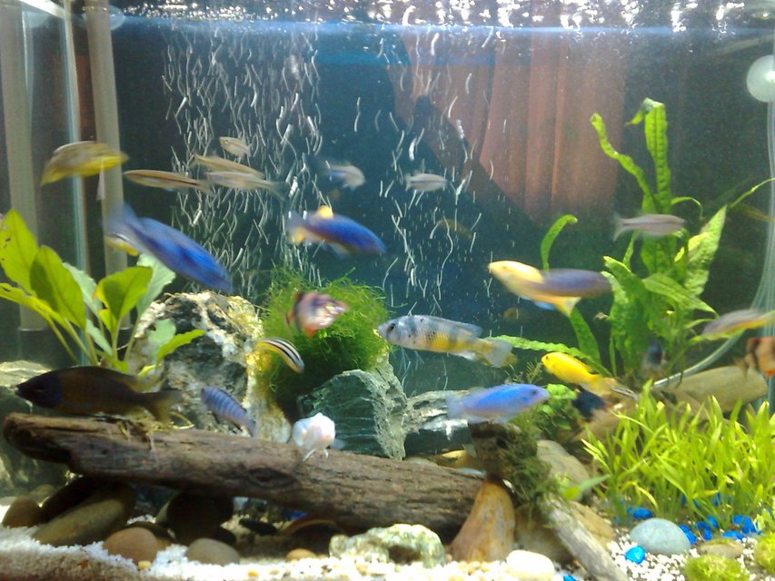 Rated #2276: 20 Gallons Freshwater Fish Tank - 3 weeks tank