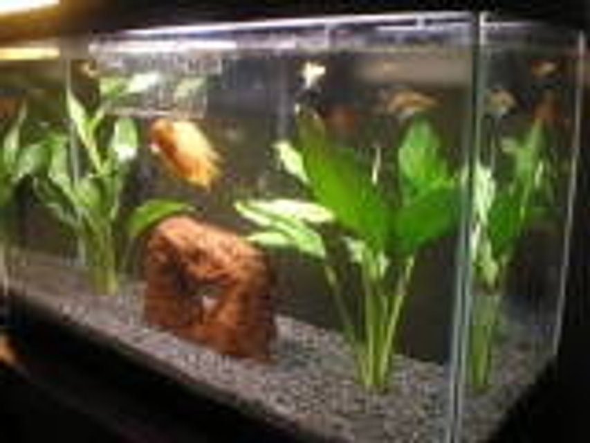 Rated #4147: 29 Gallons Freshwater Fish Tank - MY TANK