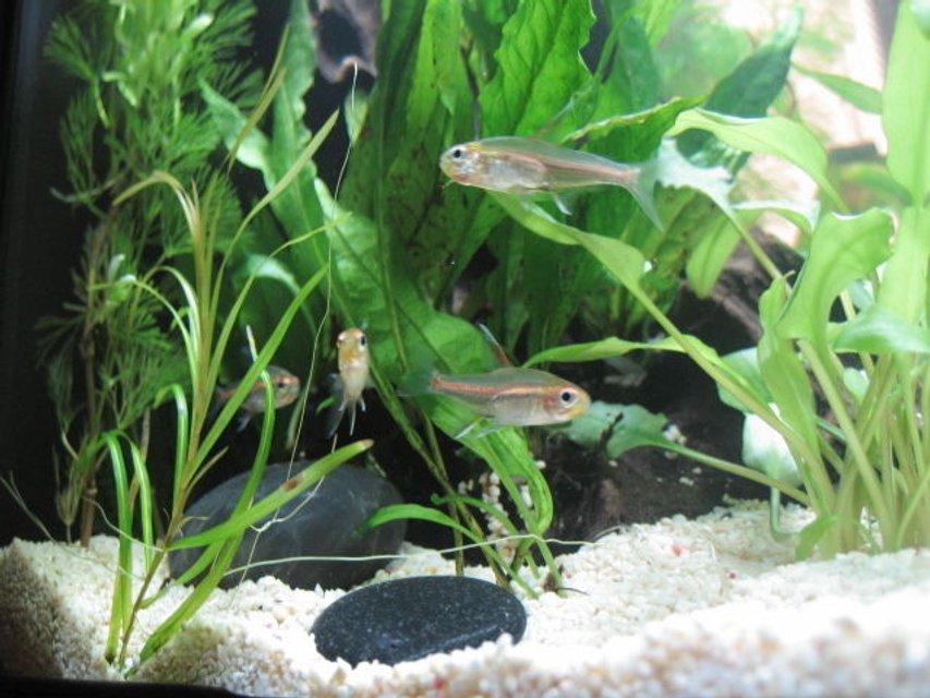 Rated #354: 8 Gallons Freshwater Fish Tank - Glowlight School