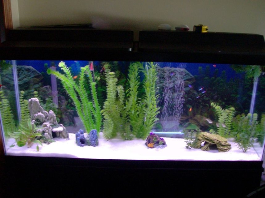 Rated #2859: 55 Gallons Freshwater Fish Tank - Tank as of July 7th '08