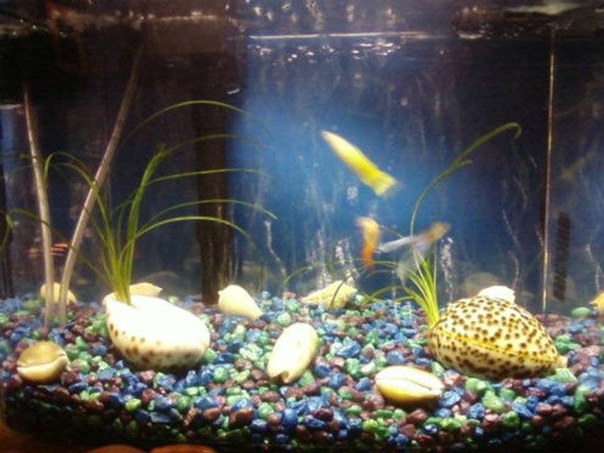 Rated #3715: 3 Gallons Freshwater Fish Tank - My 3-gal tank :)