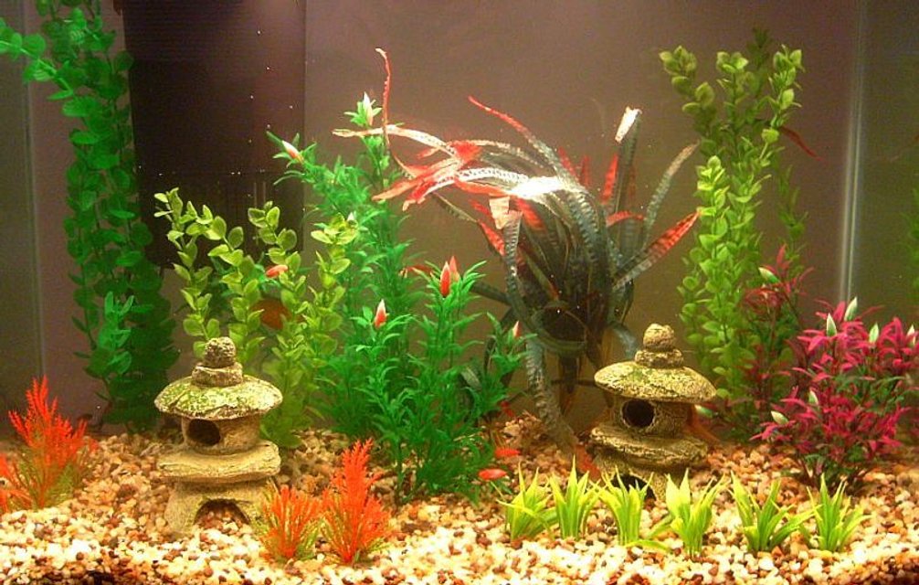 Rated #3071: Freshwater Fish Tank - so far its just a couple dwarf gouramis, ten neons and one albino chocolate plecostemous.